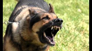 Download Large Dog Growling Sounds Effects MP3 [upl. by Kjersti]