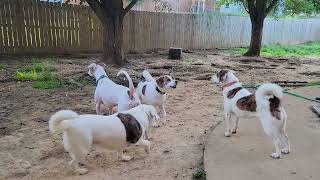 Ivy and the beagles barking at the neighbors [upl. by Krysta516]