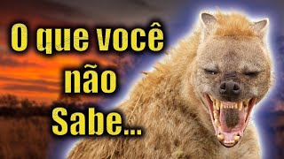 Hienas Curiosidades Incríveis Sobre Esse Fantástico Animal Selvagem [upl. by Eeb]