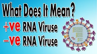 What We Mean By Positive amp Negative RNA Viruses [upl. by Prudi]