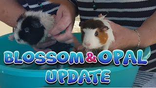 Guinea pigs Opal and Flossy update  one week on [upl. by Ellenehc]