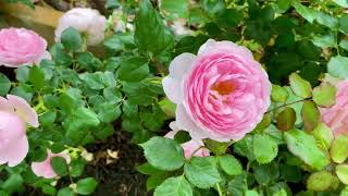 Scepter’s Isle Rose 1st Bloom rose davidaustinroses [upl. by Naesal598]