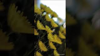 Beautiful blooming flower time lapse video timelapse 🌸🌸 [upl. by Airakaz917]