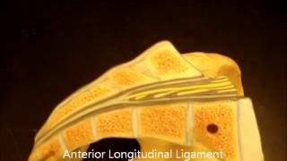 bio 141 vertebral ligaments [upl. by Atirhs]