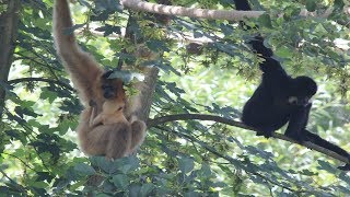 Goudwanggibbons  Gibbon à joues jaunes  Yellowcheeked gibbons  Pairi Daiza [upl. by Rome]