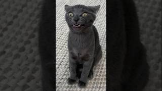 Funny animal videos 2023🤣 Funny cat videos and dogs  Funny videos 11 shorts cats dogs [upl. by Bekaj487]