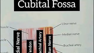 Cubital Fossa  cubital fossa 3D Anatomy Tutorialshortstrendingviral [upl. by Aliuqaj]