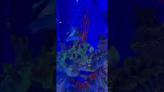 Beautiful butterflyfish longnose aquariumfish shorts shortvideo fish placesletsgeaux6668 [upl. by Ikceb]