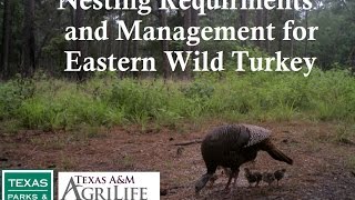 Nesting Requirements and Management for Eastern Wild Turkey [upl. by Amaleta]