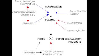 Fibrinolysis  Anticoagulation Pathway [upl. by Odlo967]