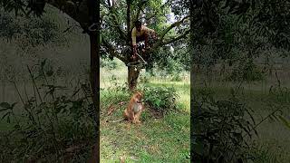 tiger 🐅🐅🐅🐅🐅viral youtubeshorts shorts trendingshorts animal jungle tiger leopard cheetah [upl. by Wennerholn]