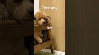 Tired song tired dog toypoodle いぬのいる生活 [upl. by Kenton940]