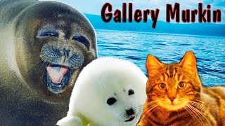 🔴Потрясающая Байкальская нерпа ✅Супер Доброе видео🐬 The Baikal seal Seals🌊 [upl. by Kiehl697]