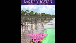 PRODUCTORES YUCATECOS CON PERDIDA TOTAL POR INTENSAS LLUVIAS 😞 [upl. by Lole340]