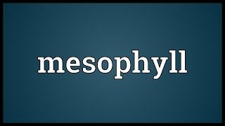 Mesophyll Meaning [upl. by Orfinger]