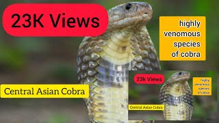 Central Asian Cobra Naja oxiana  Most Venomous Cobra  Himachal Pradesh  Chamba Wildlife [upl. by Kinnon214]