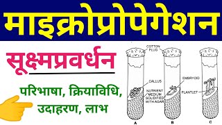 माइक्रोप्रोपेगेशन  micropropagation in plant tissue culture  Methods example advantages in hindi [upl. by Notserp]