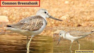 Common GreenshankBirds of Kanha Bird59 [upl. by Aliek]