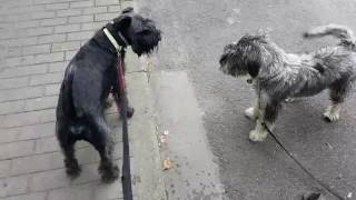 Standard Schnauzer Jazz meeting a new tailwiggling friend [upl. by Parish]