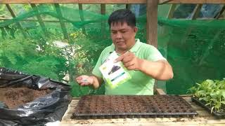 Paano Magpunla ng Talong quotCALIXTO F1quot sa Seedling Tray [upl. by Kopp]