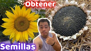 Como y Cuando Obtener Semillas De GIRASOL  Huerto Citadino [upl. by Latsyek]