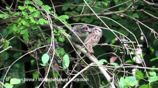 Song Sparrow feeding a Brownheaded Cowbird [upl. by Suirtemid]