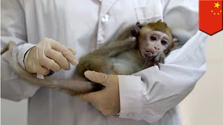 Chinese scientists insert human brain genes into monkeys  TomoNews [upl. by Aigroeg107]