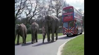 Mutiny On the Buses Safari Park Clip [upl. by Nuoras988]