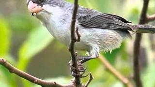 Aves do Brasil  O canto melancólico da Patativachorona [upl. by Sussna]