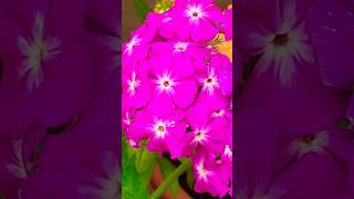 Phlox flowers blooming in three Shades gardening phlox [upl. by Sunshine]