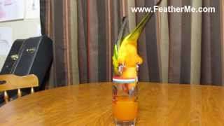 Sun Conure Drinks Orange Juice [upl. by Tacye]