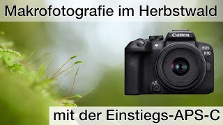 Makrofotografie im Herbstwald  VLOG inkl Fokus Stacking [upl. by Losse]