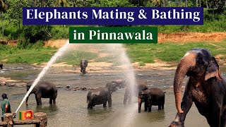 Incredible Moments at Pinnawala Elephant Orphanage Bath Time Mating and Heartwarming Affection [upl. by Karry]