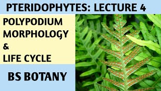 Polypodium Pteridophytes lecture for BS Botany Zoology Chemistry [upl. by Gilleod53]