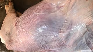 شغل عجل كامل بكل تفاصيله مع امير شلدم جزار🥩🔪 [upl. by Frodi759]