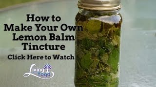 How to make Your Own Lemon Balm Tincture [upl. by Ahseyt]