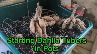 Starting Dahlia Tubers in pots [upl. by Ledairam896]