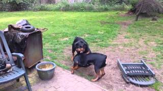 Rottweiler Play [upl. by Giarg]