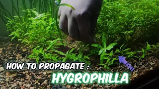 How to propagate HYGROPHILA plant in aquarium 🌱  Hygrophila Propagation  LushAqua [upl. by Wendie]