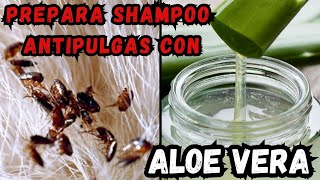 Prepara Shampoo Antipulgas para tu perro con ALOE VERA 👌🏻💯🐶 [upl. by Tewfik317]