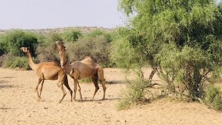 The camel is trying to pull its partner down  camel camels camelvideo جمل الجمال الابل [upl. by Elboa658]