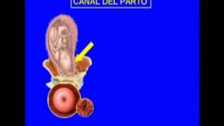 Ginecologia y Obtetricia 2 Video Orientadora 1 Medicina Integral Comunitaria [upl. by Nyrhtak129]