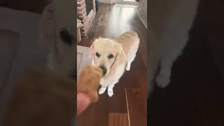 Gracie eating a treat puppy dog happydog goldenretriever cute funny [upl. by Primavera]