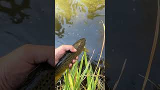 Creek Brown brownies brownieshake browntroutfishing creek clearwater jigging [upl. by Setiram584]