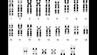 Cariotipo Humanowmv [upl. by Adnoral]