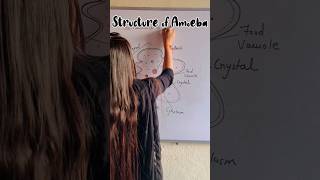 How to draw structure of Amoeba easily  Unicellular Amoeba shorts amoeba youtube shortsfeed [upl. by Ennaehr]