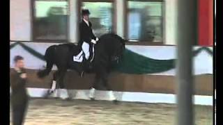 Hohenstein Trakehner stallion by Caprimond x Matador [upl. by Ecnatsnoc]