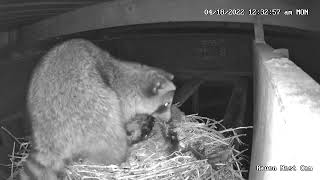 Raven Nest Cam Racoon eating eggs [upl. by Retluoc]