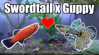 Swordtail Guppy Hybrid Can Swordtail Breed with Guppy [upl. by Ardnoid]