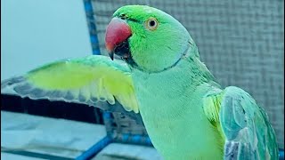 32k views done👍  green parrot talking very well 👌 talking parrot [upl. by Nedac427]